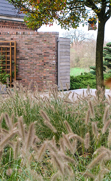 Gräserfeld in der Apfeldornallee